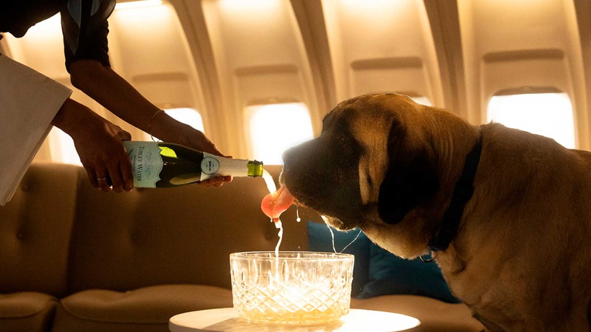 Bark Air: Revolucionando as Viagens Aéreas de Luxo para Nossos Companheiros Caninos