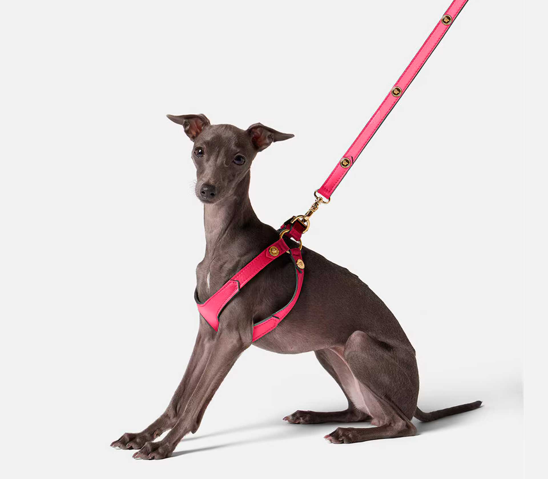 Coleira para Pet Rockstud Preto