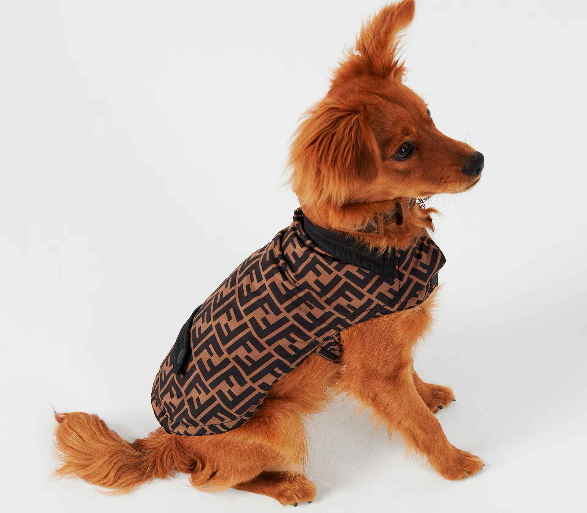 Roupa para Pet cashmere Bege