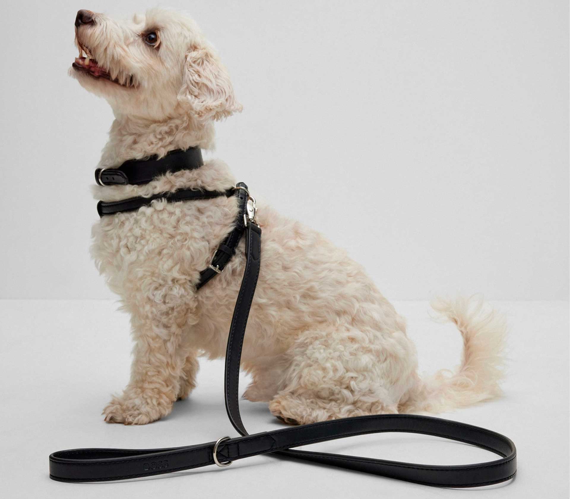 Coleira para Pet The Rava