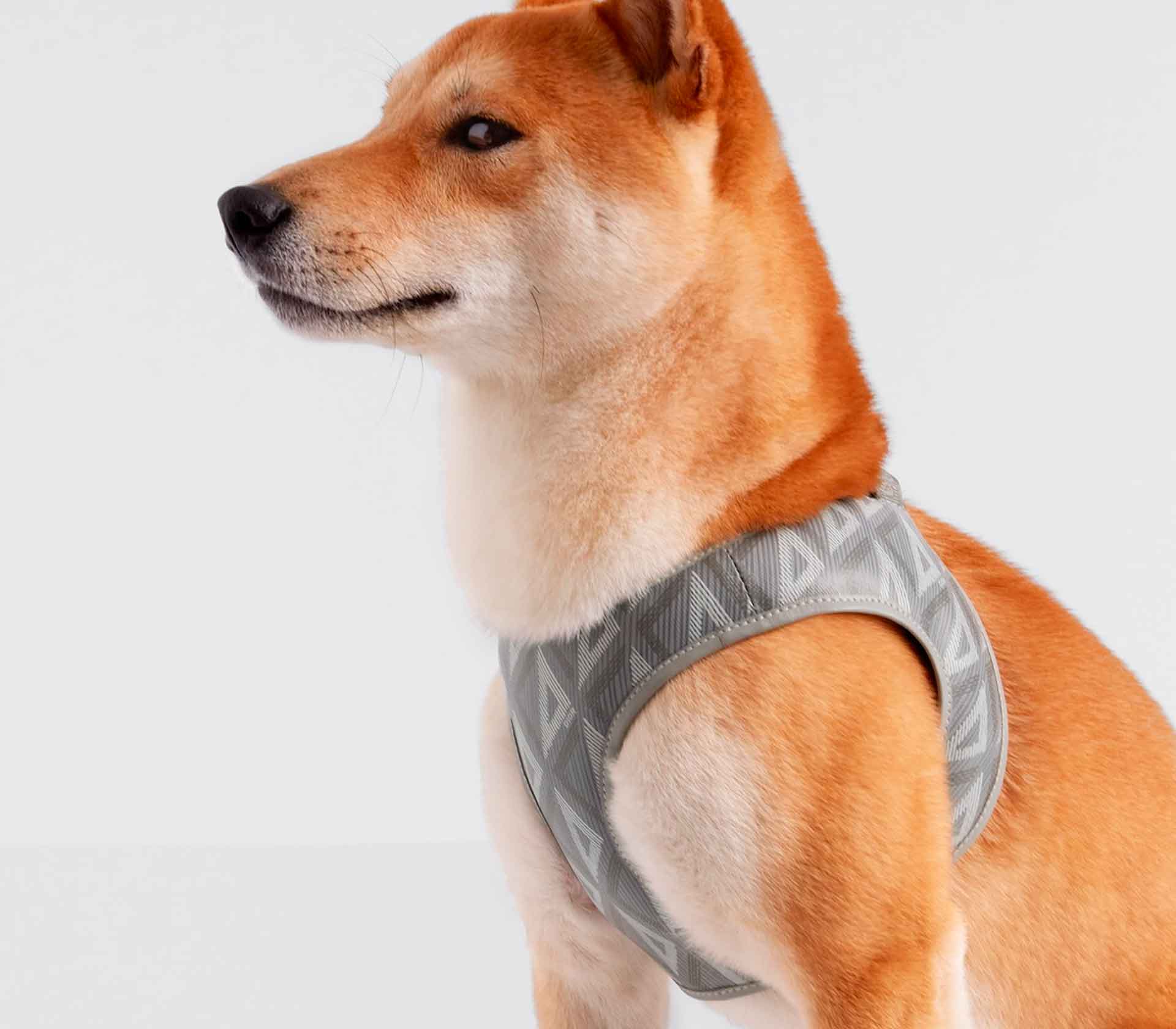 Coleira para Pet Monogram