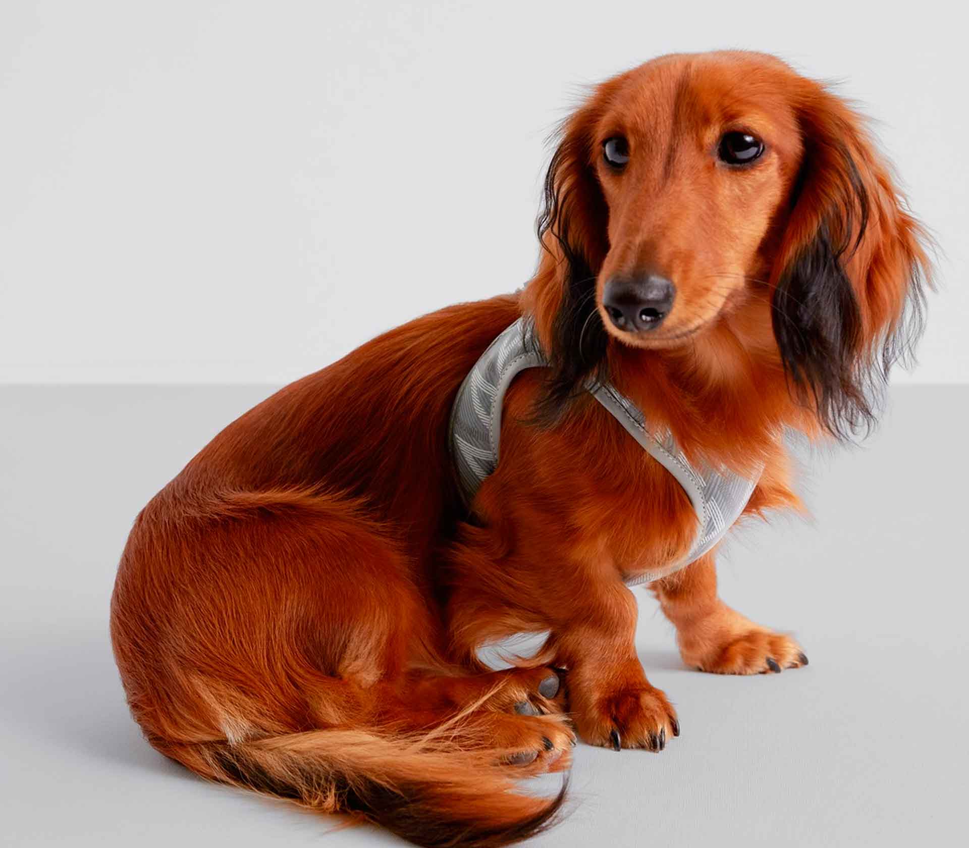 Coleira para Pet Monogram