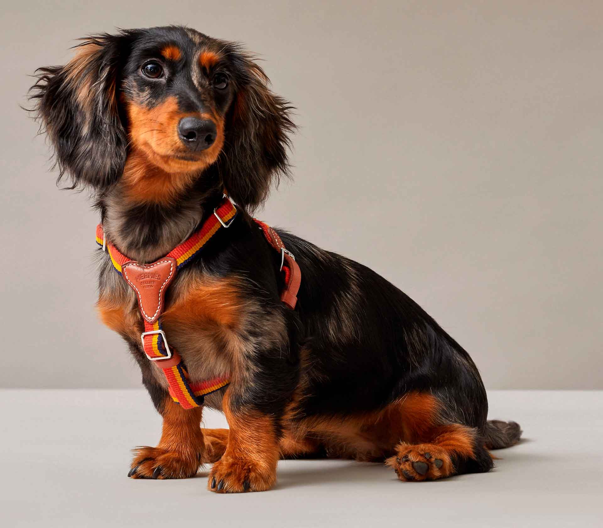 Coleira para Pet Rockstud Marrom