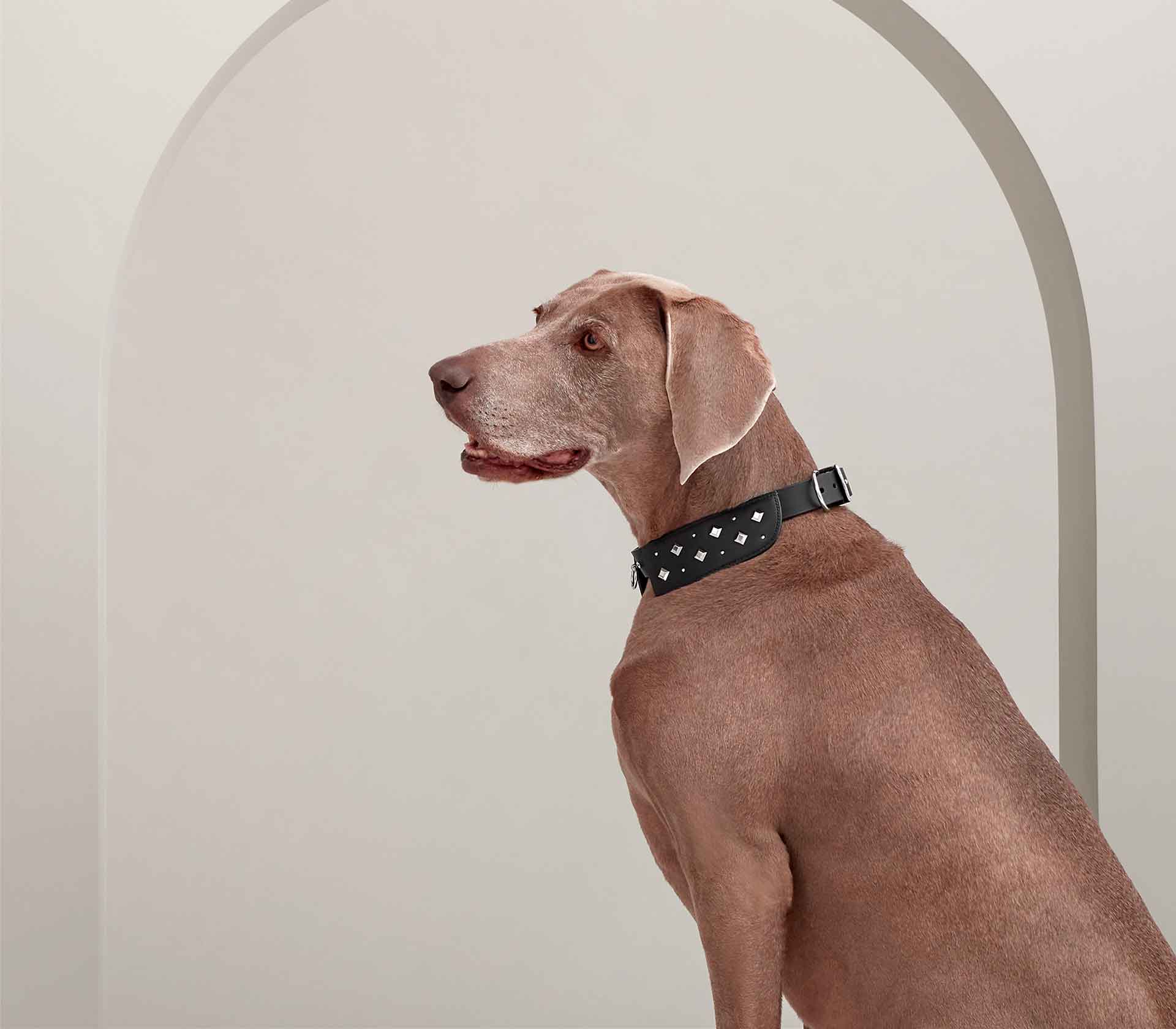 Coleira para Pet Rocabar Black Tie