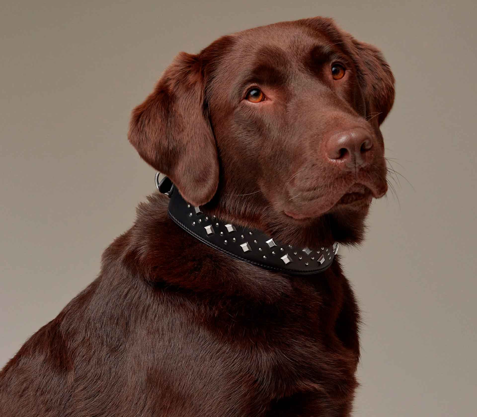 Guia de Coleira para Pet Tressee