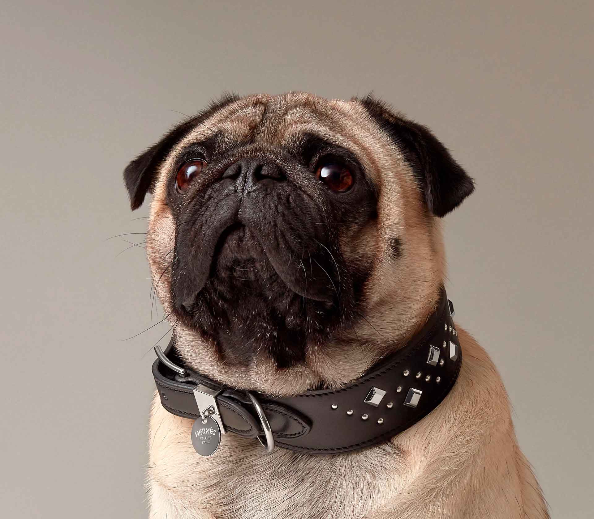 Guia de Coleira para Pet Tressee