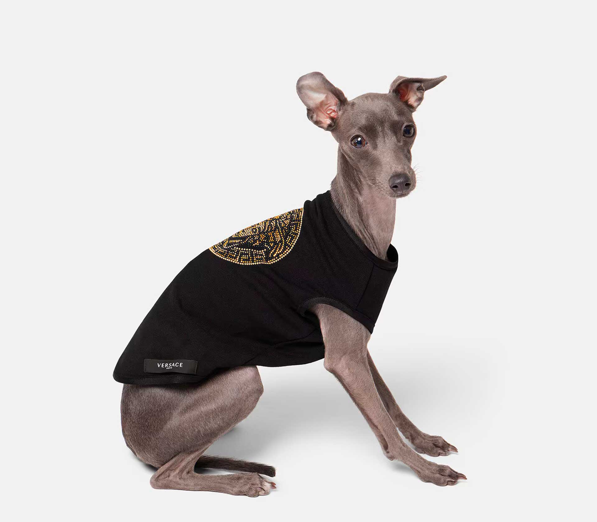 Roupinha Acolchoada para Cachorro