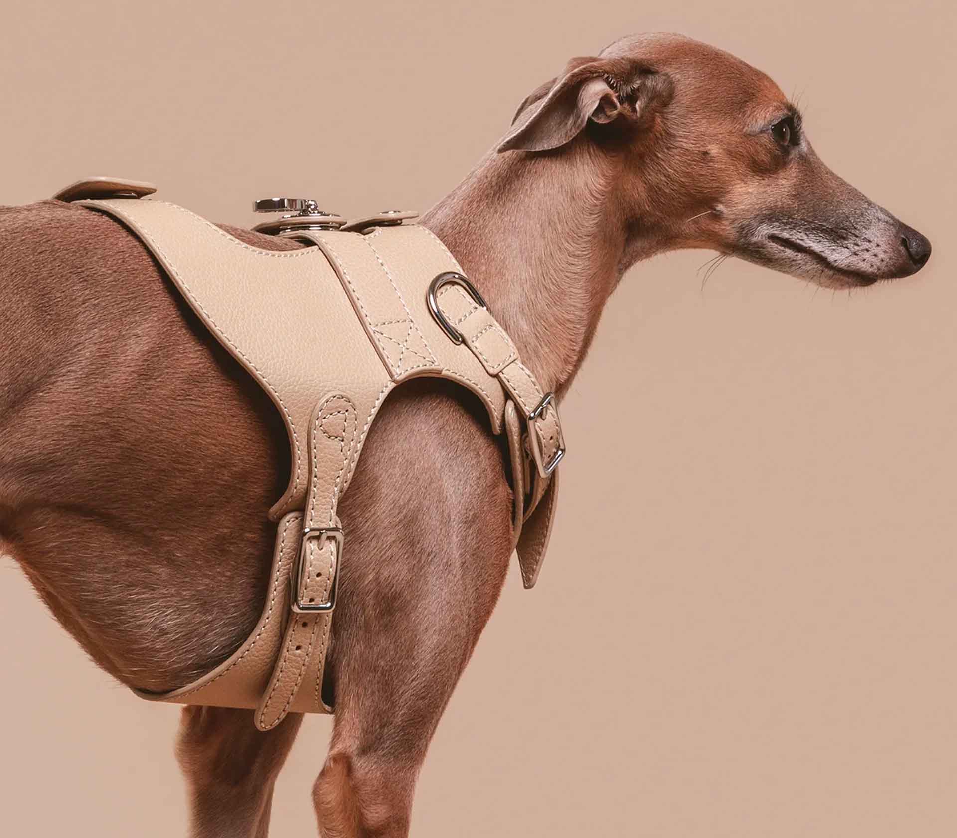 Coleira para Pet de Pequeno Porte - XS - Herbário