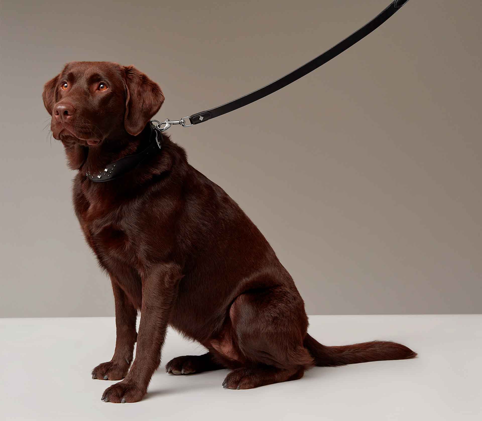Guia de Coleira para Pet Tressee