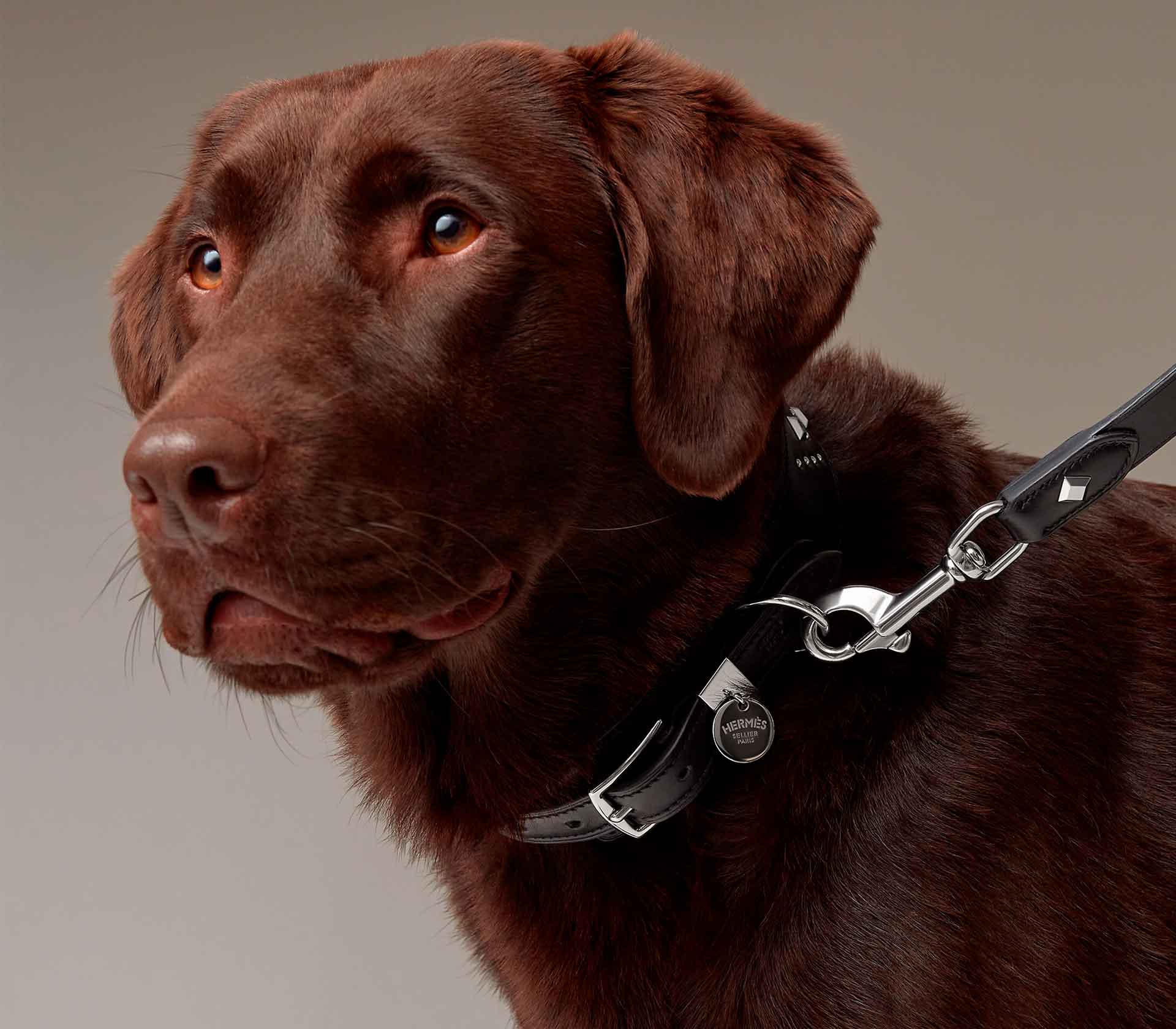 Guia de Coleira para Pet Tressee