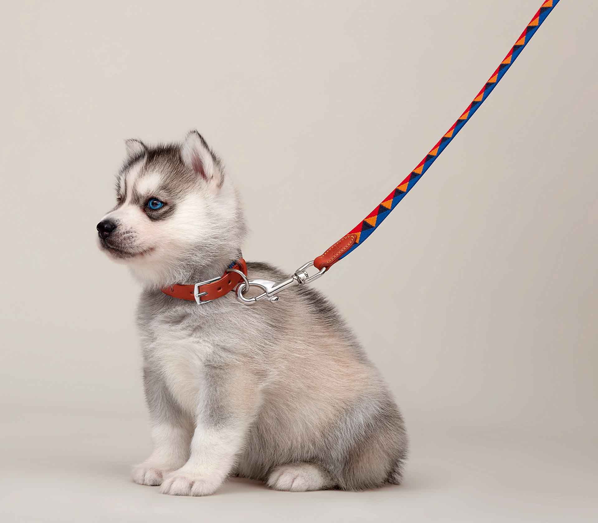 Coleira para Pet de Pequeno Porte - XS - Pregos