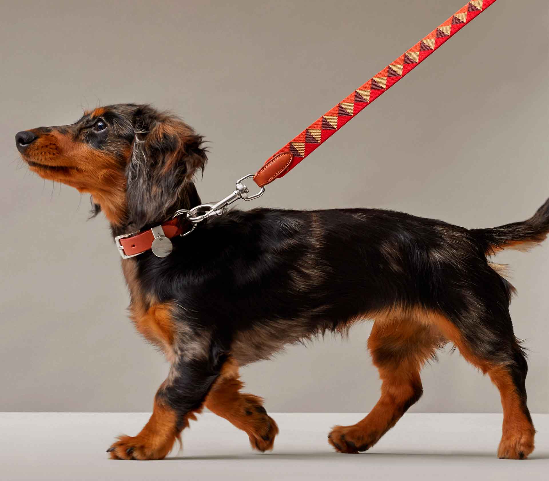 Coleira para Pet Rockstud Marrom