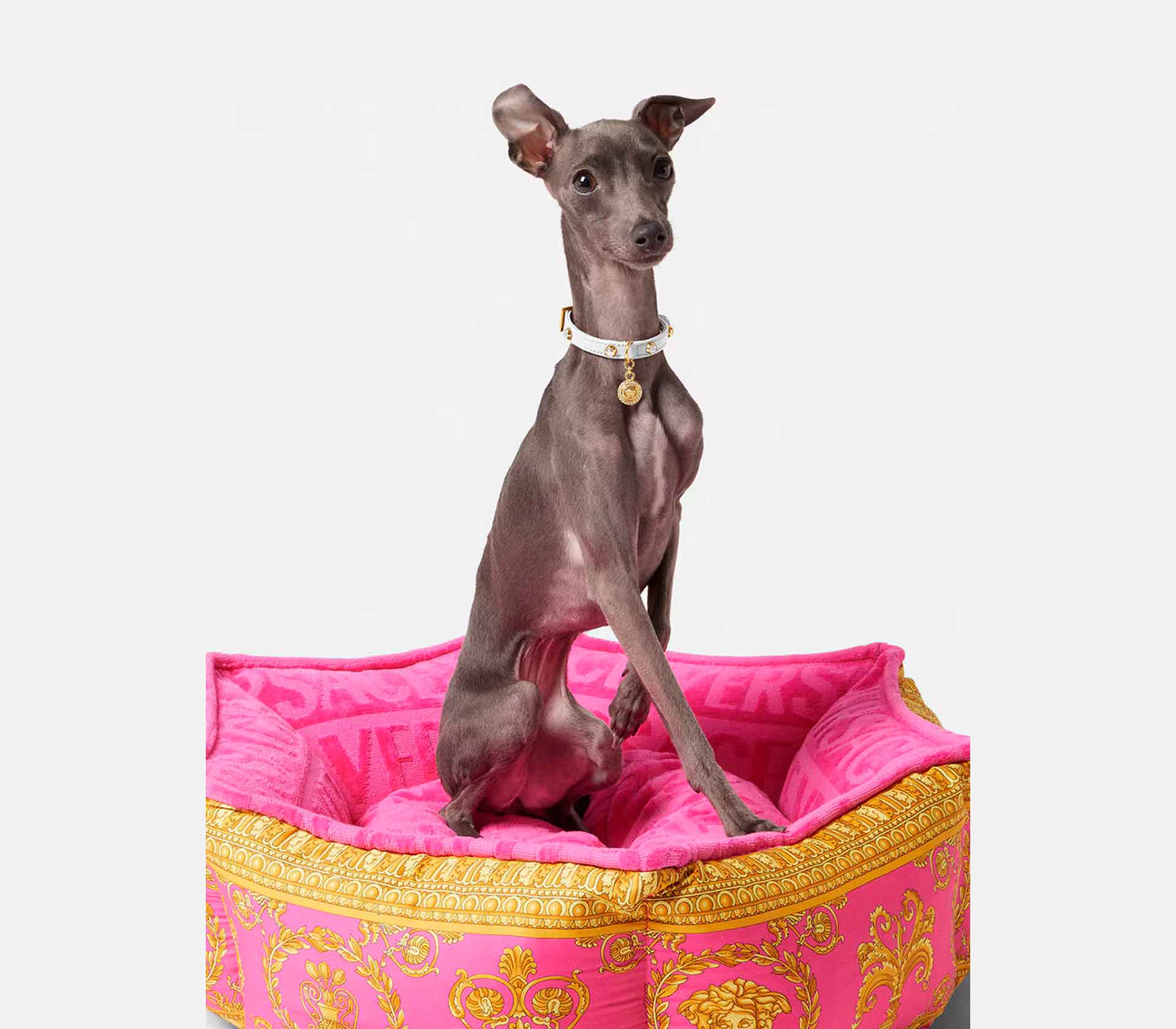 Coleira para Pet - Tradicional Pequena