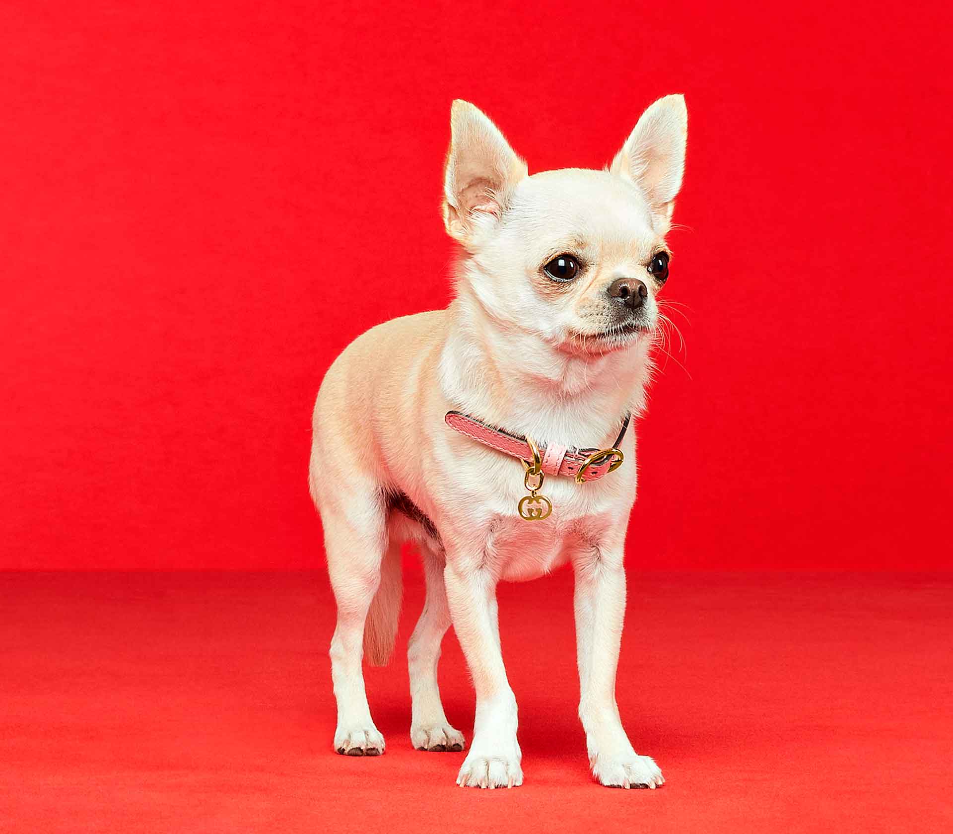 Coleira de Peito para Pet Rocabar