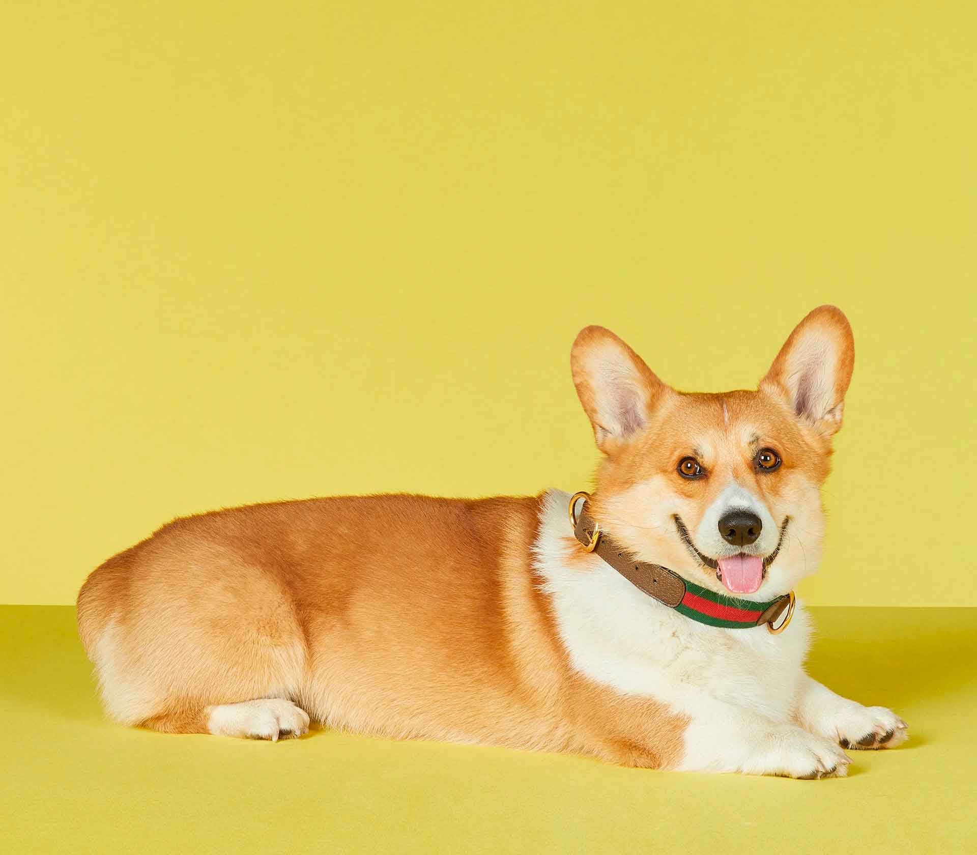 Coleira para Pet Punch 