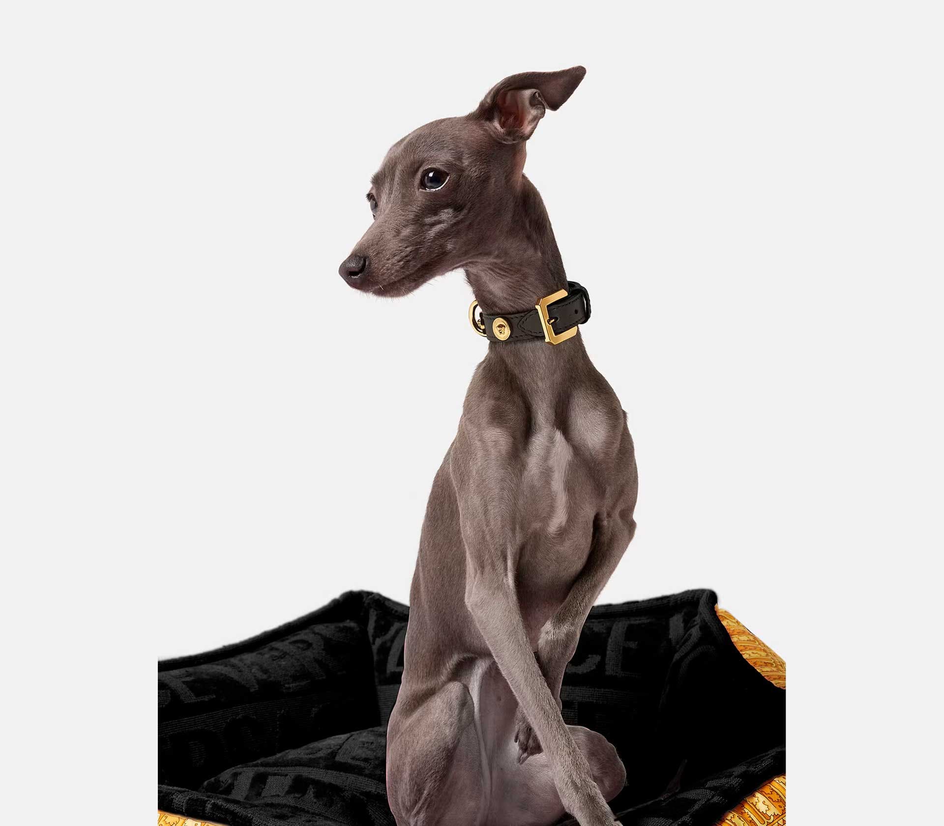 Guia de Coleira para Pet - XS - Web