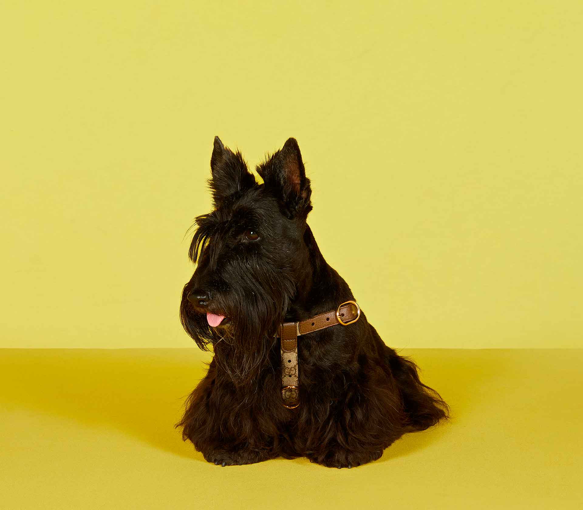 Coleira para Pet Strass - Nano